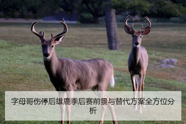 字母哥伤停后雄鹿季后赛前景与替代方案全方位分析